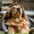 Pet Music, Puppy Music Therapy, Calm Vibes