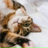 Музыка для кошек Все звезды
