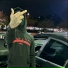 JBREEZO