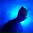 Josune Ross, Phonkid Prod