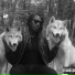 Rom C. Wolf