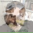 Titi l'amour des animaux