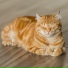 Музыка для кошек вселенная
