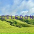 Celedon