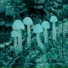 AURAMINE