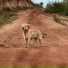 Lopes