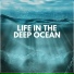 Relaxing Ocean Sounds
