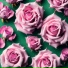 Rose Cream
