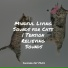 RelaxMyCat, Music For Cats, Jazz Music for Cats
