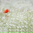 Hombeline, Mohn