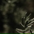 Yoga Workout Music, Calming Sounds, Lluvia PQ