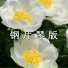 疗愈音律