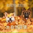 寵物治癒音樂, 動物放鬆音樂