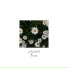 polychistii