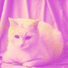 Удивительный Кошачья музыка