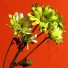 Red Rosamond