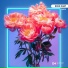 Adex