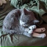 Comfort Cat