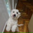 Coki Doggy