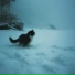 wintercat