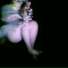 FÓLGA