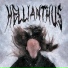 HELLIANTHUS