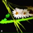 Talik
