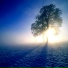 Arctic Light