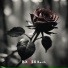 DXMSX