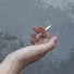 DANDELINE