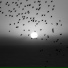 The Lightness Project
