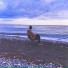 Казян