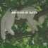 Cat Music