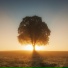 The Lonely Tree