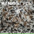 Мамины Усы