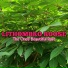 LITHOMBRO ROOSE