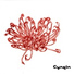 Cynsin