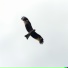 Hawkeye
