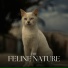 The Cat Relaxer