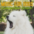 RelaxMyDog, Dog Music Dreams