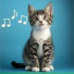RelaxMyCat, Cat Music Dreams, Cat Music Zone