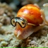 Snorkel Snail