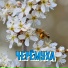 ,,SPRING DROPS,,С.Грищук(httpIllyzion.taba.ru)