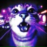 VOIDCAT