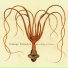 Strange Attractor