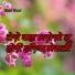 Sahil Balot