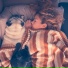 The Sleepy Sounds