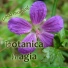 Botanica magia