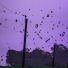 Arelice