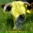 G-mahde Wies'n